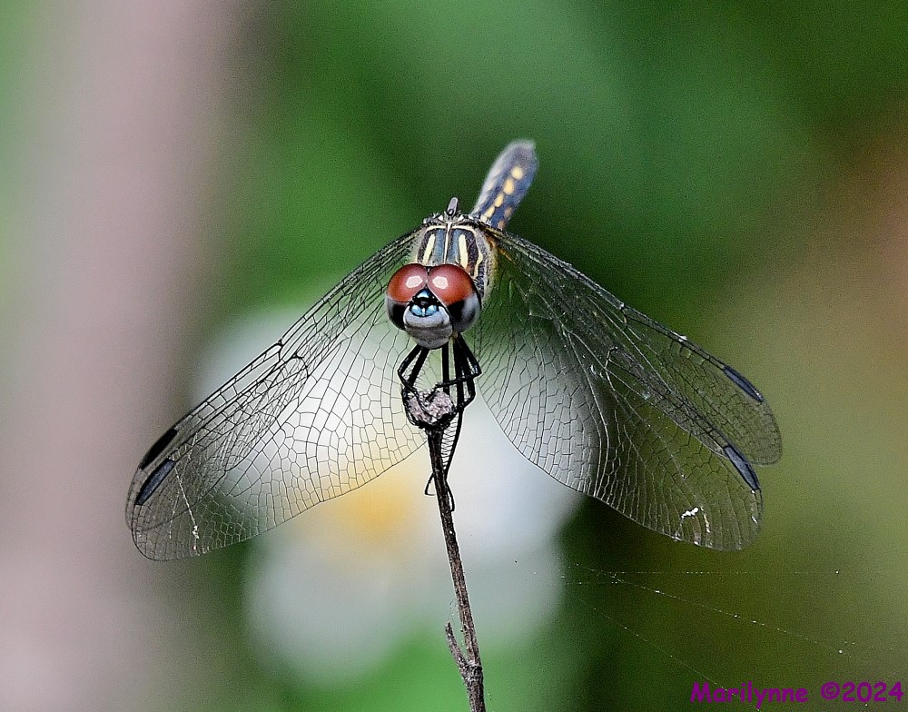 DSC_8449_001.JPG