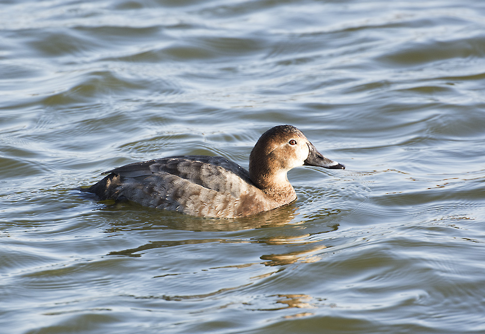 DSC_8450.jpg