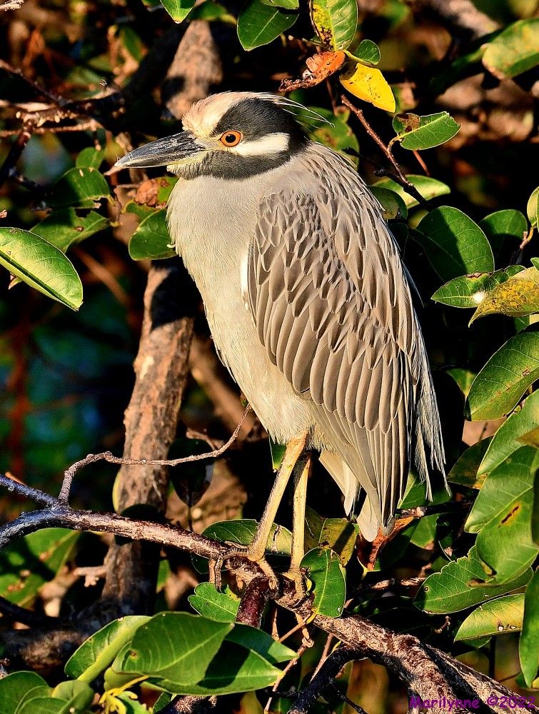 DSC_8452_001.JPG