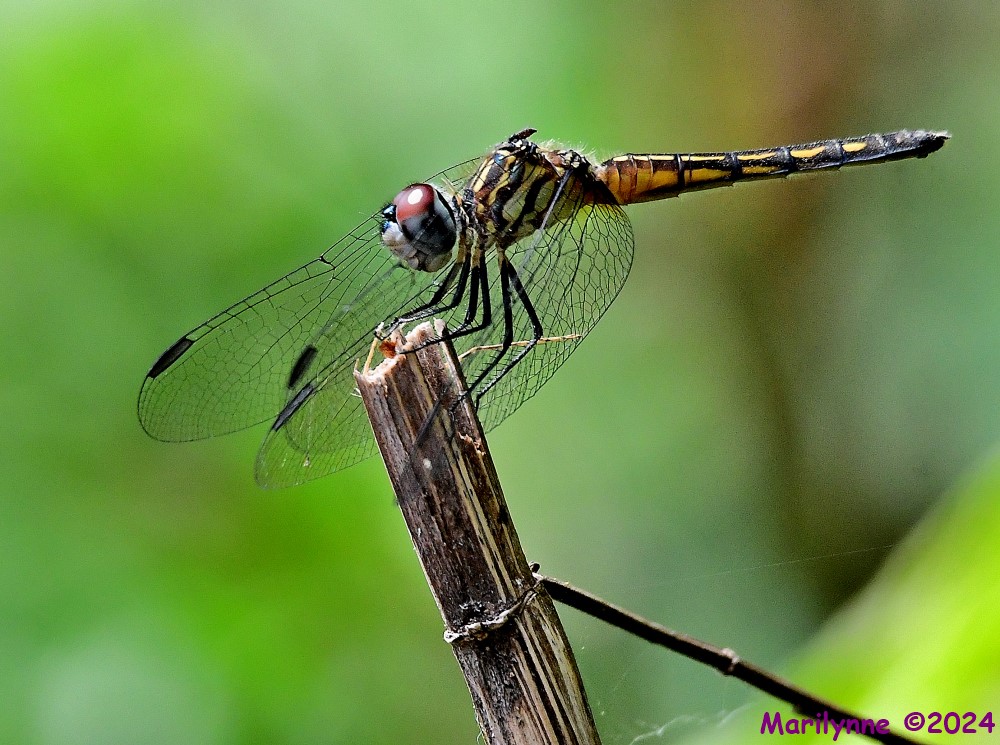DSC_8452_001.JPG