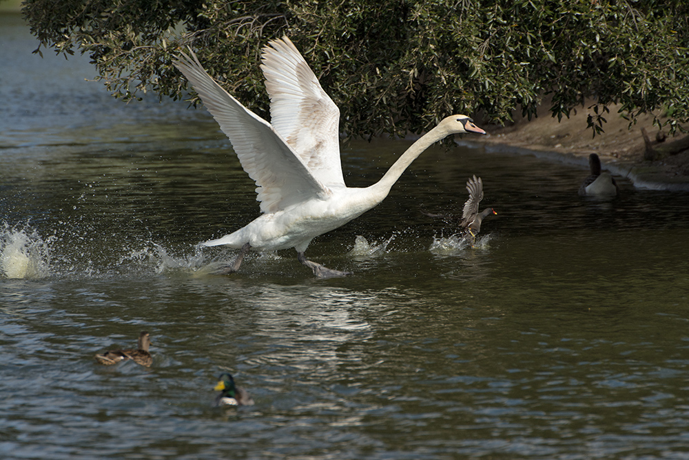 DSC_8453.jpg