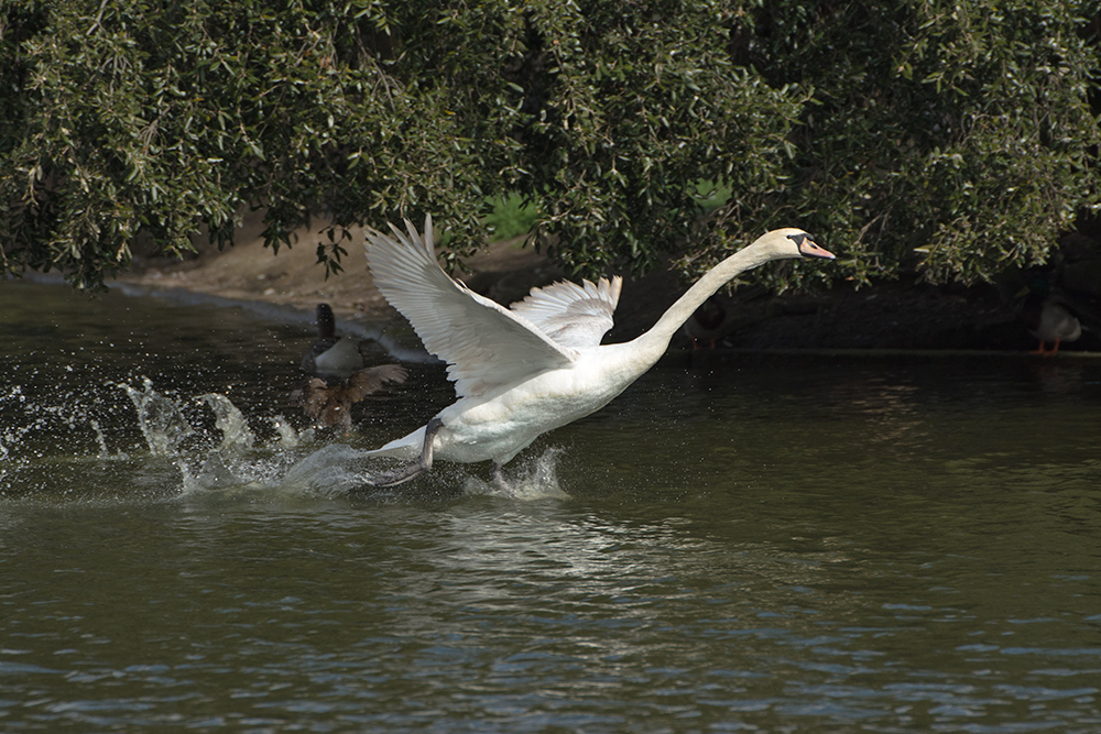 DSC_8454.jpg