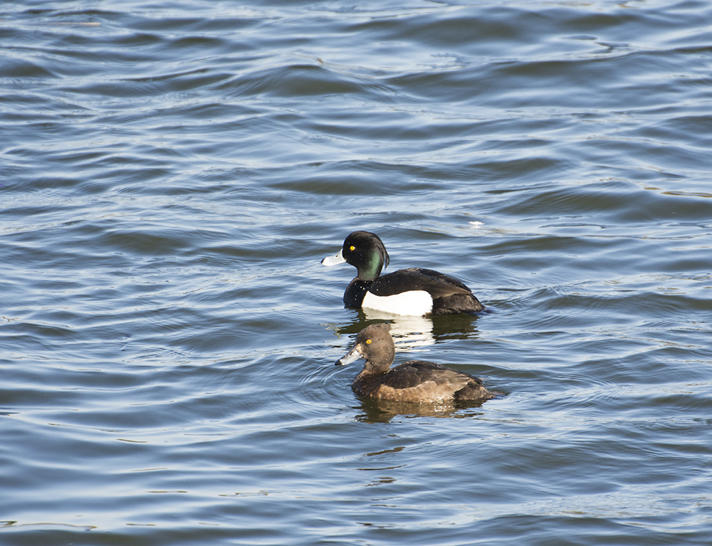 DSC_8454.jpg