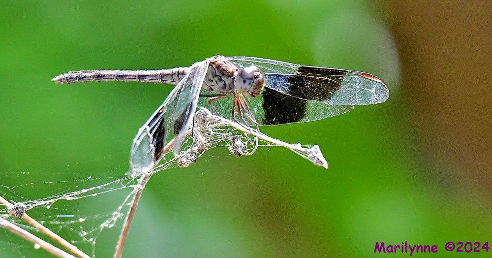 DSC_8454_001.JPG