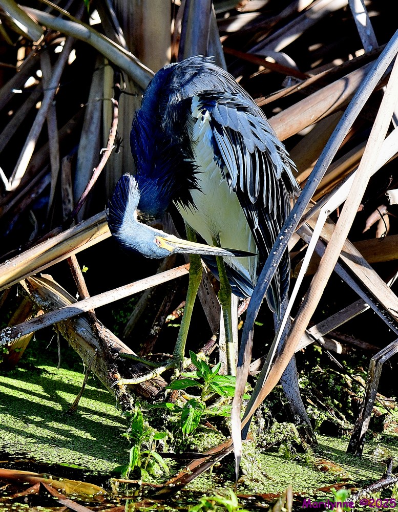 DSC_8454_001.JPG