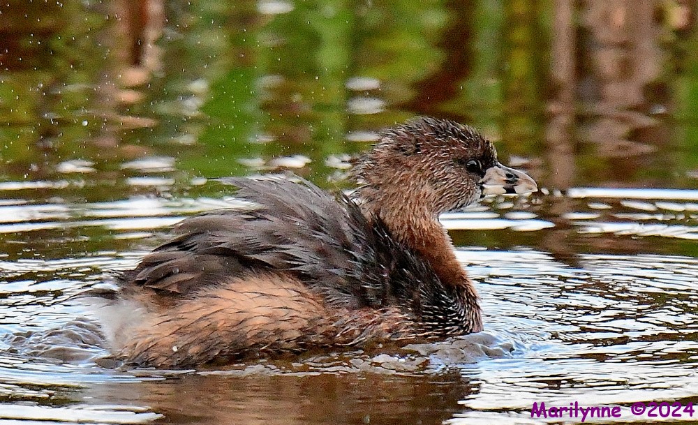 DSC_8456_001.JPG