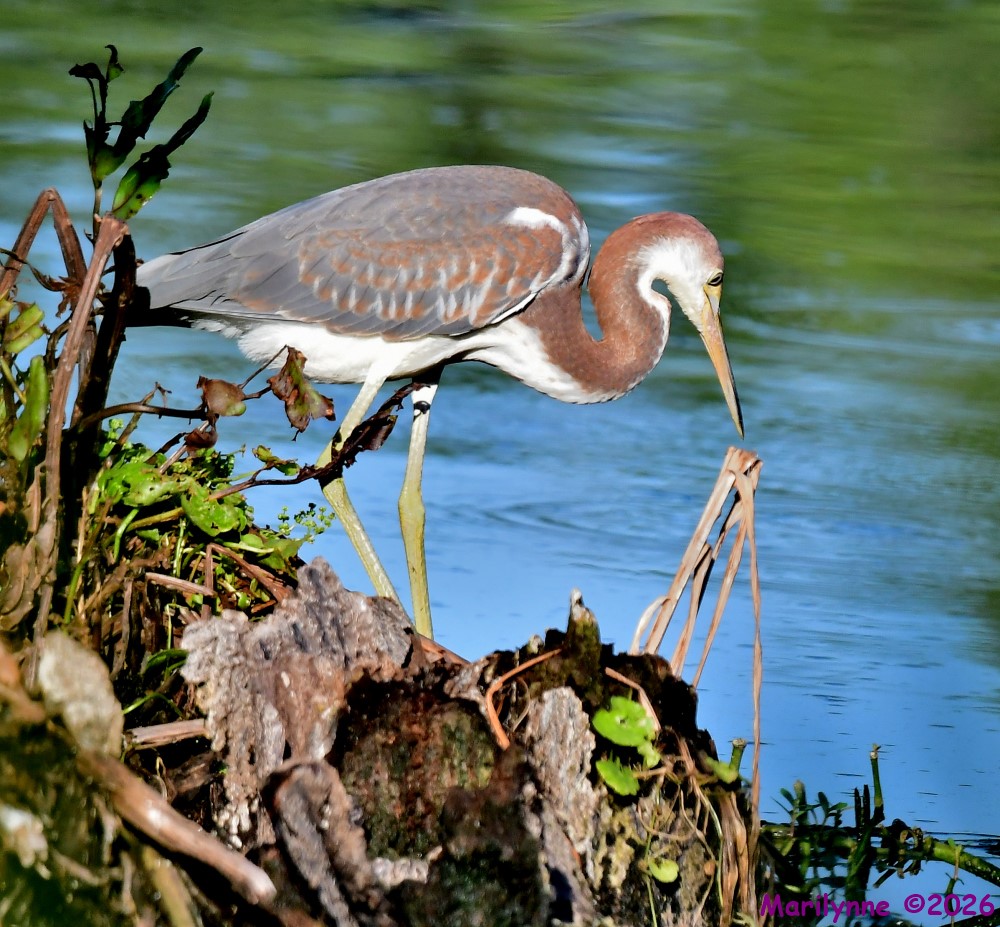 DSC_8460_001.JPG