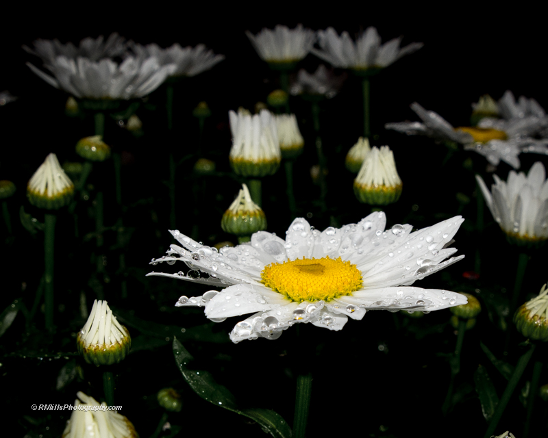 DSC_8461_11008.jpg