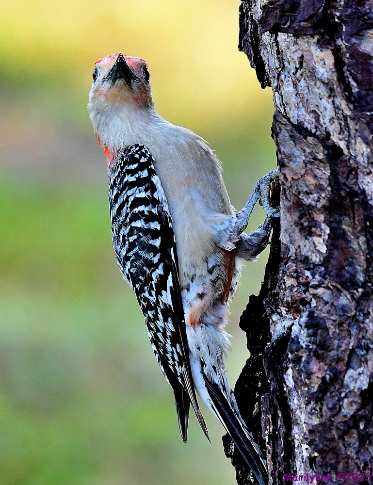 DSC_8462_001.JPG