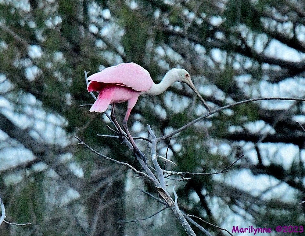 DSC_8462_001.JPG