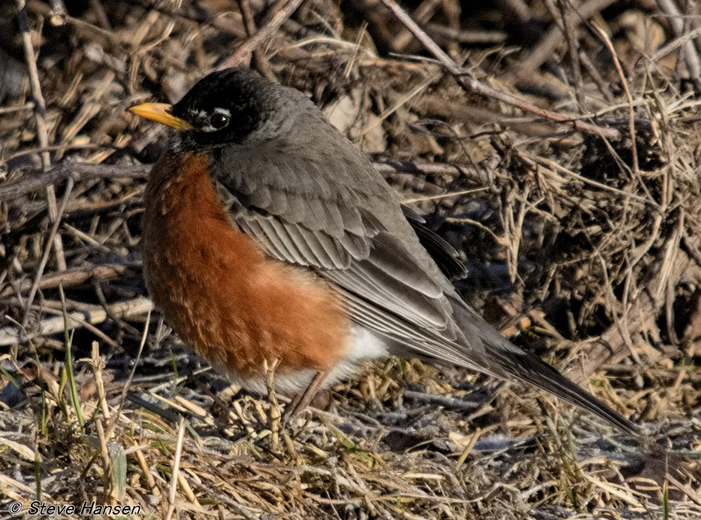 DSC_8463.jpg