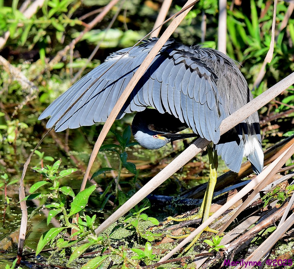 DSC_8463_001.JPG