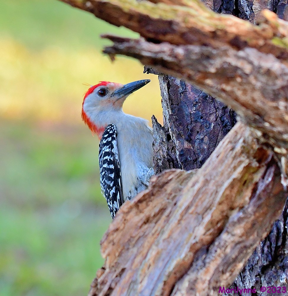 DSC_8464_001.JPG