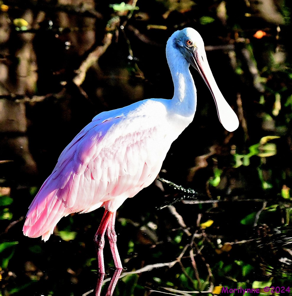 DSC_8464_001.JPG