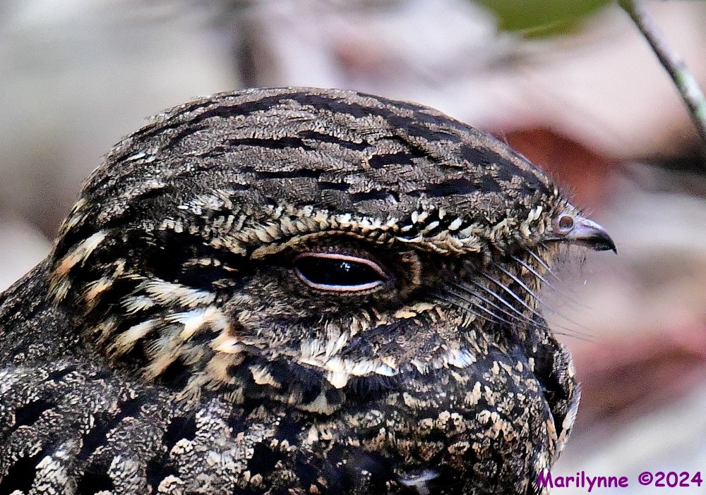 DSC_8465_001.JPG
