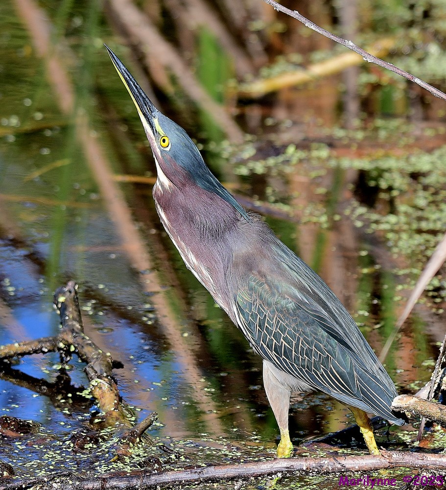 DSC_8465_001.JPG