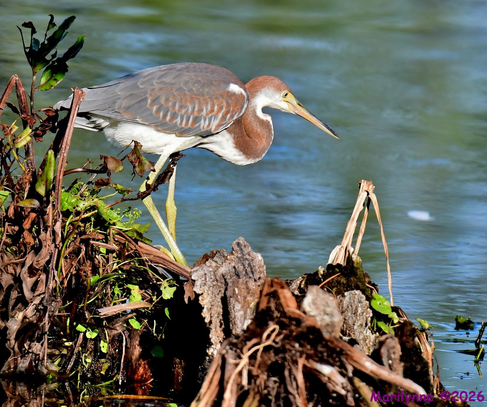 DSC_8465_001.JPG