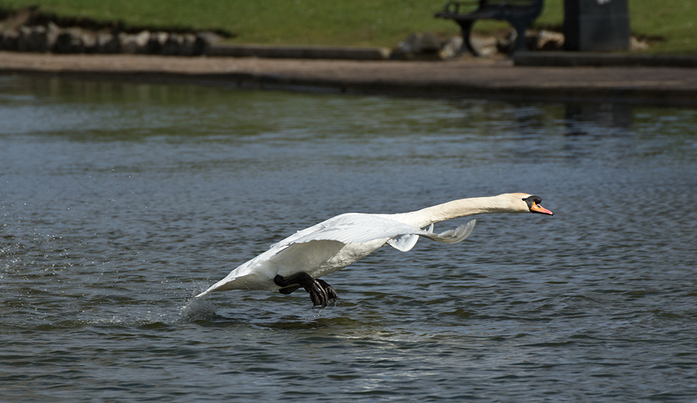 DSC_8466.jpg