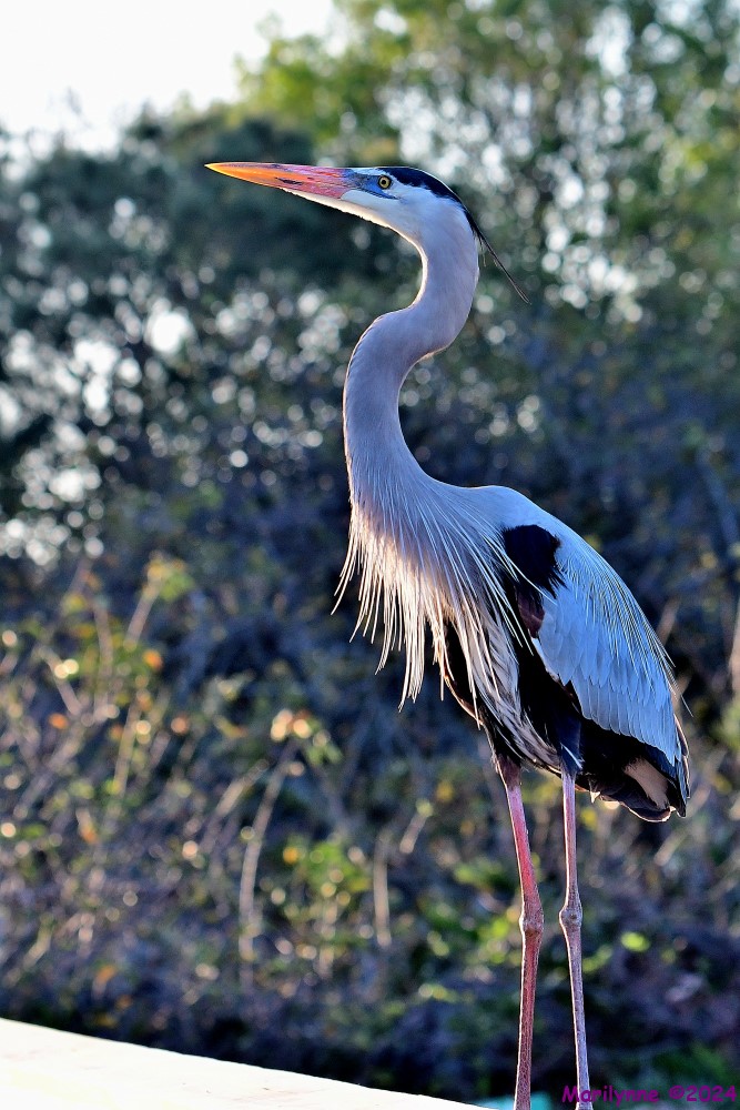 DSC_8466_001.JPG