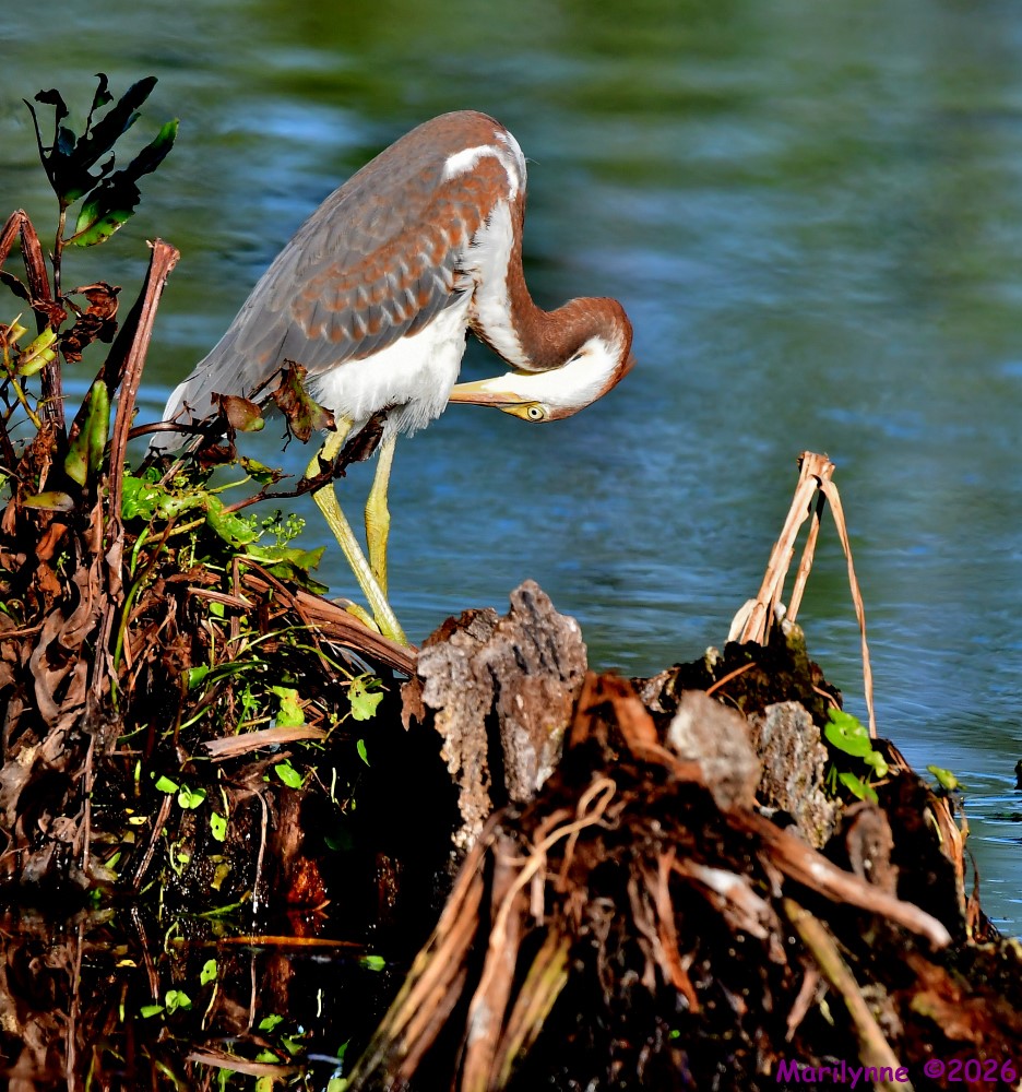 DSC_8466_001.JPG