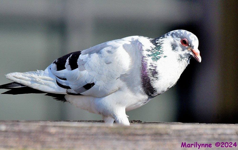 DSC_8467_001.JPG