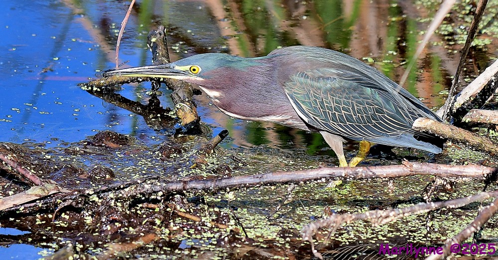DSC_8467_001.JPG
