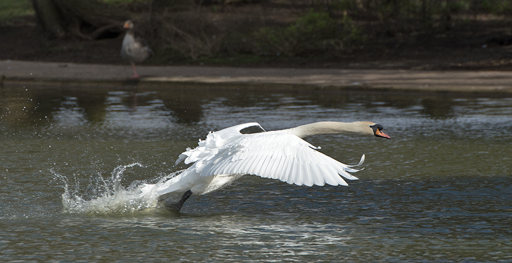 DSC_8468.jpg