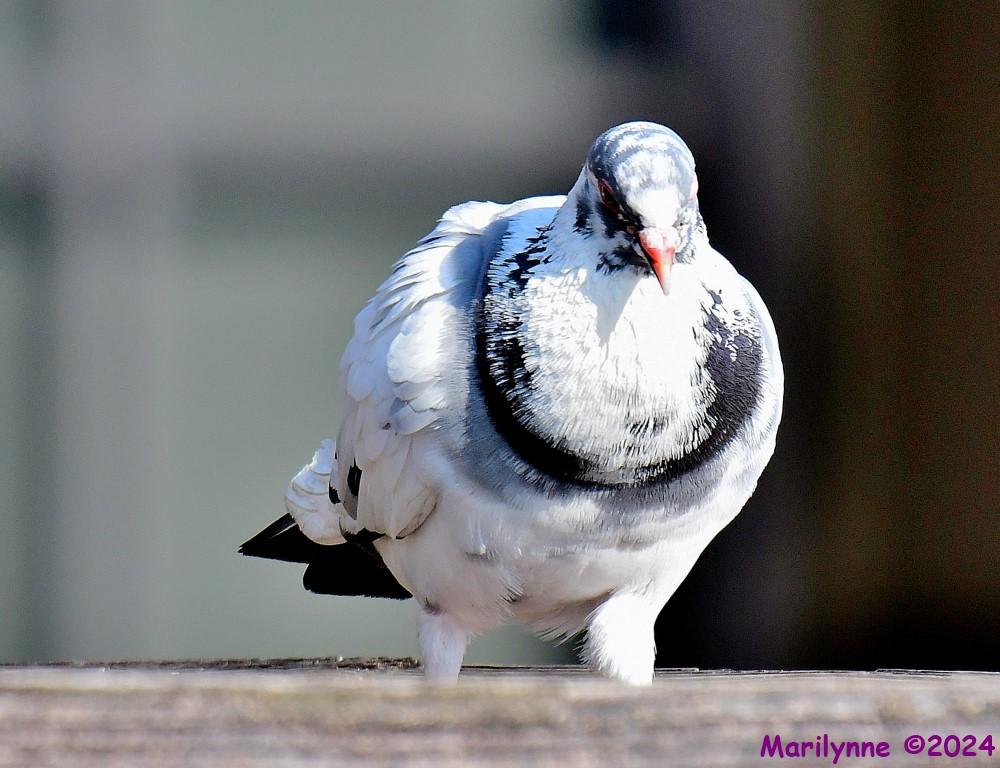 DSC_8468_001.JPG