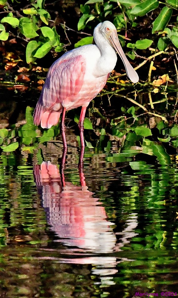 DSC_8468_001.JPG