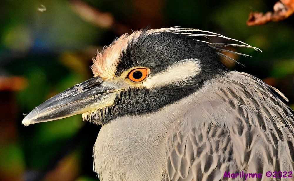 DSC_8469_001.JPG