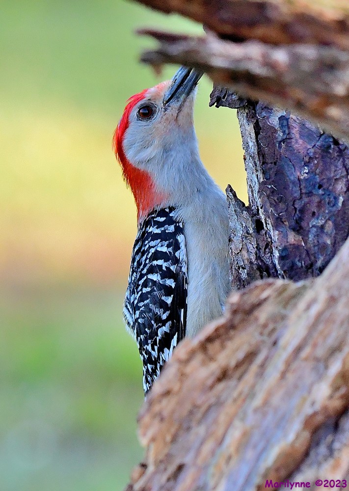 DSC_8469_001.JPG