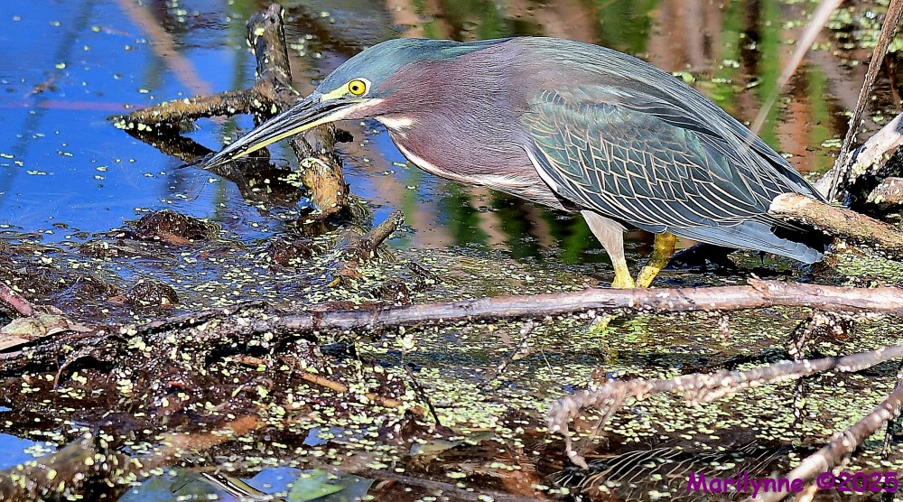 DSC_8470_001.JPG