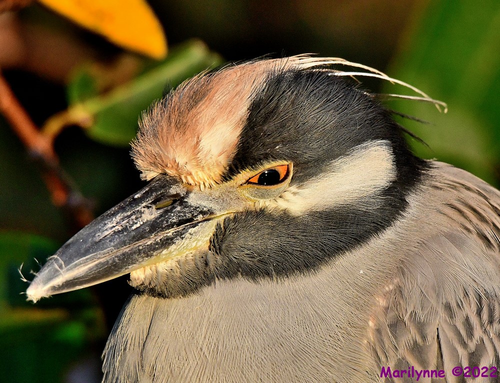 DSC_8471_001.JPG