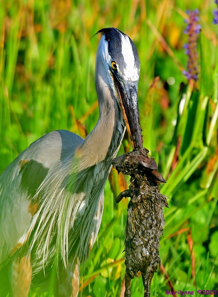 DSC_8471_001.JPG