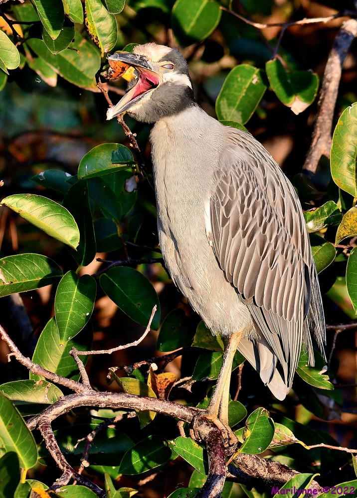 DSC_8473_001.JPG