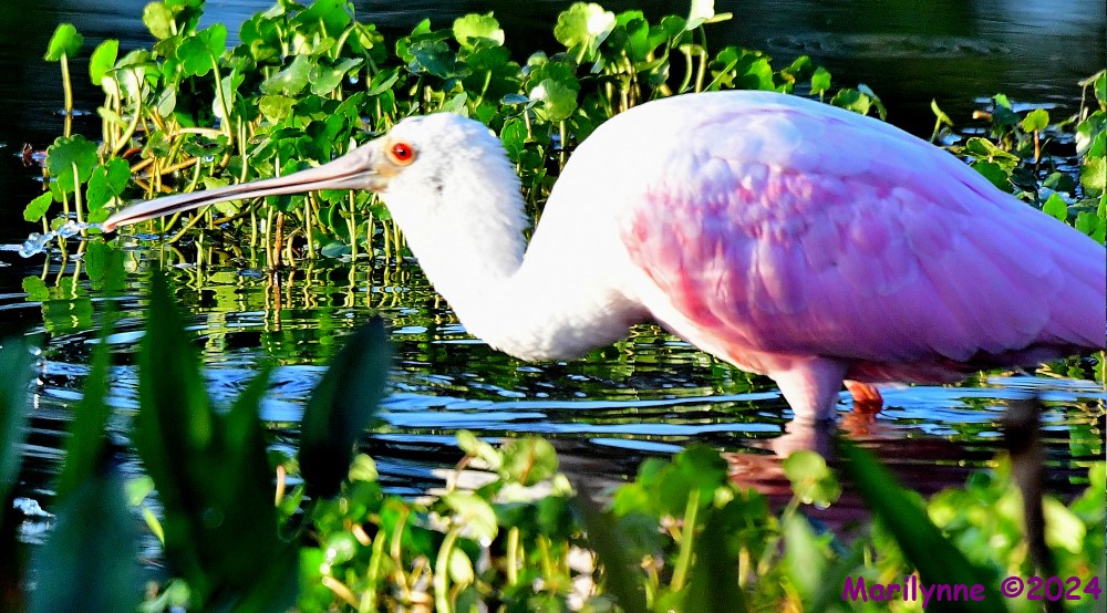 DSC_8473_001.JPG