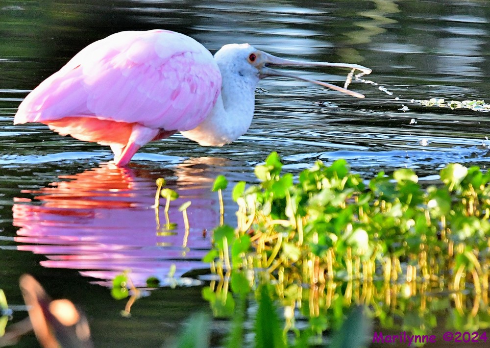 DSC_8476_001.JPG