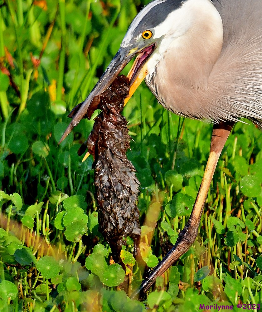 DSC_8478_001.JPG