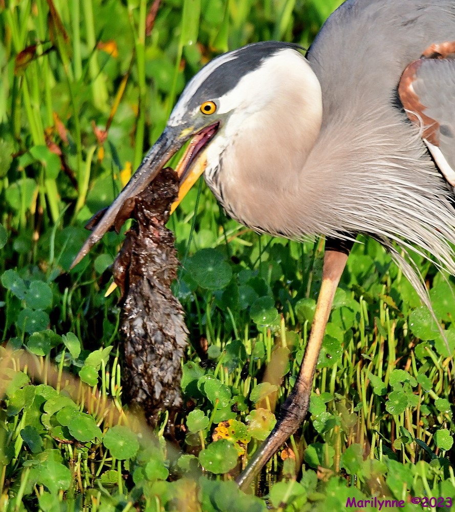 DSC_8479_001.JPG