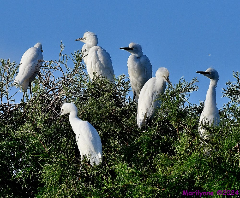 DSC_8479_001.JPG