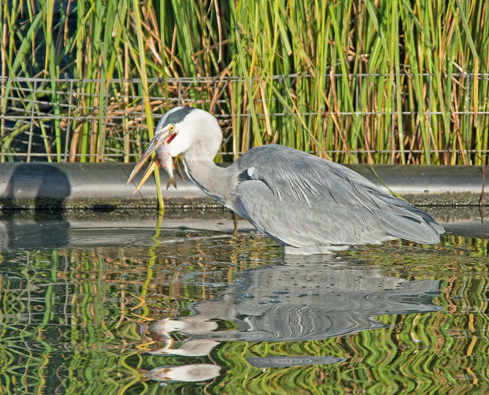 DSC_8480.jpg