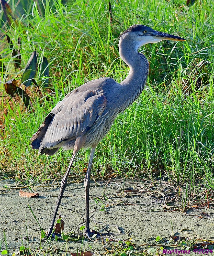 DSC_8481_001.JPG