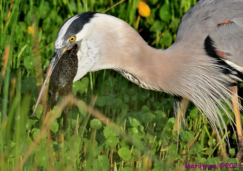 DSC_8483_001.JPG