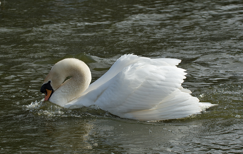 DSC_8484.jpg