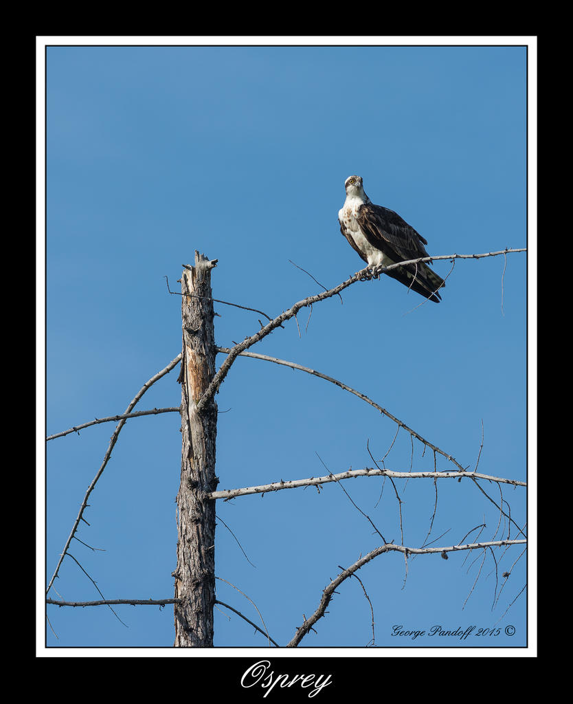DSC_8485.jpg
