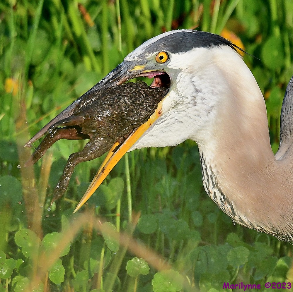 DSC_8485_001.JPG