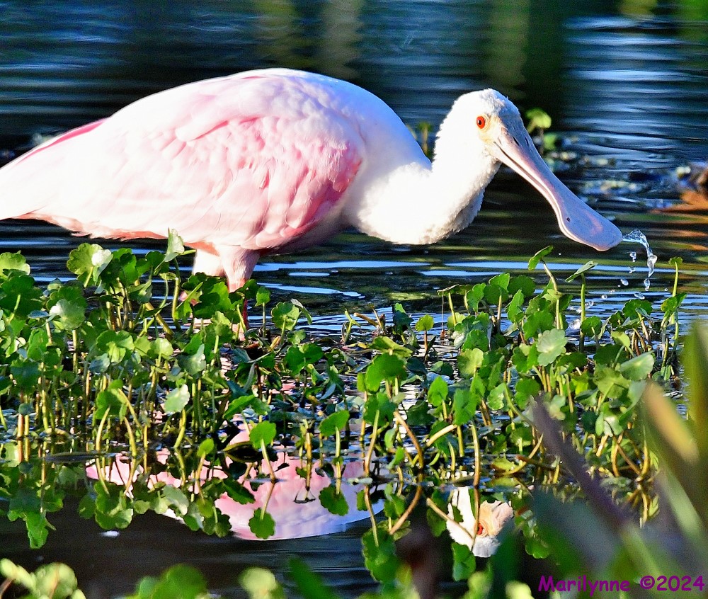 DSC_8485_001.JPG