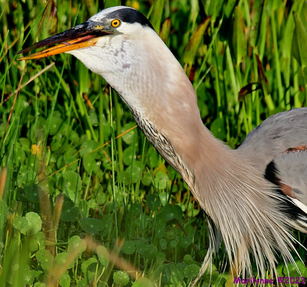 DSC_8486_001.JPG