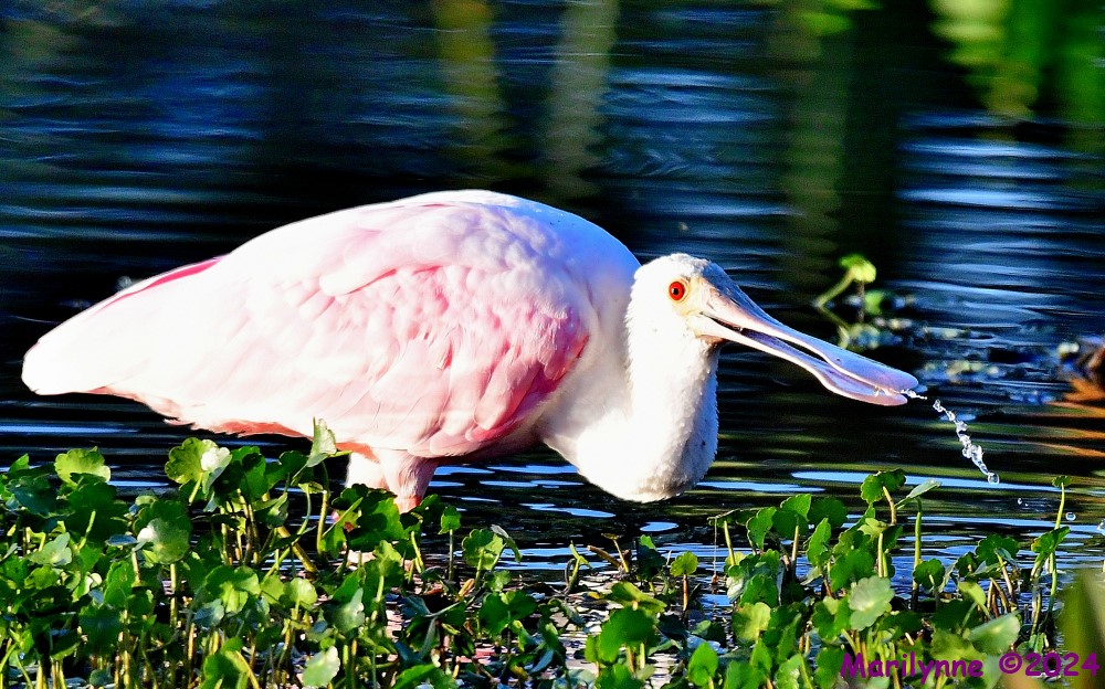 DSC_8486_001.JPG