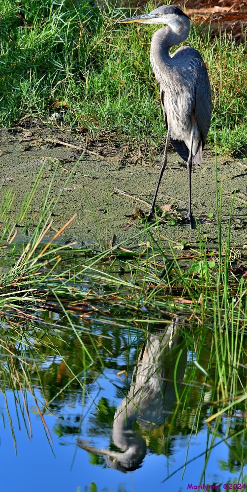 DSC_8486_stitch5_001.JPG